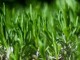 Lavande de printemps sur Mr White Takes Pictures