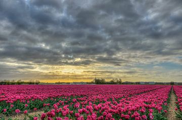 Roze Tulpen