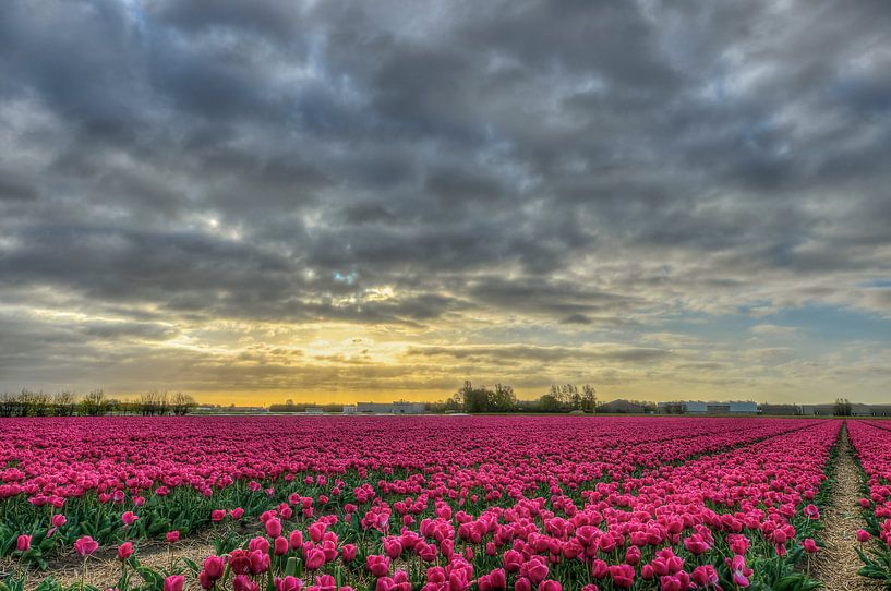 Roze Tulpen par arie oversier