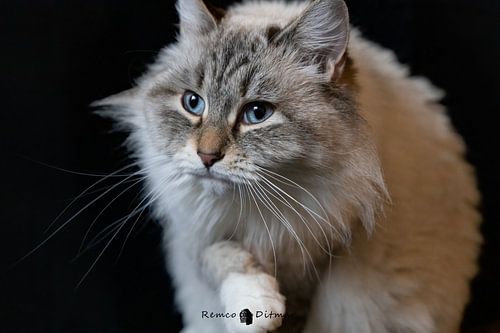 Beautiful cat