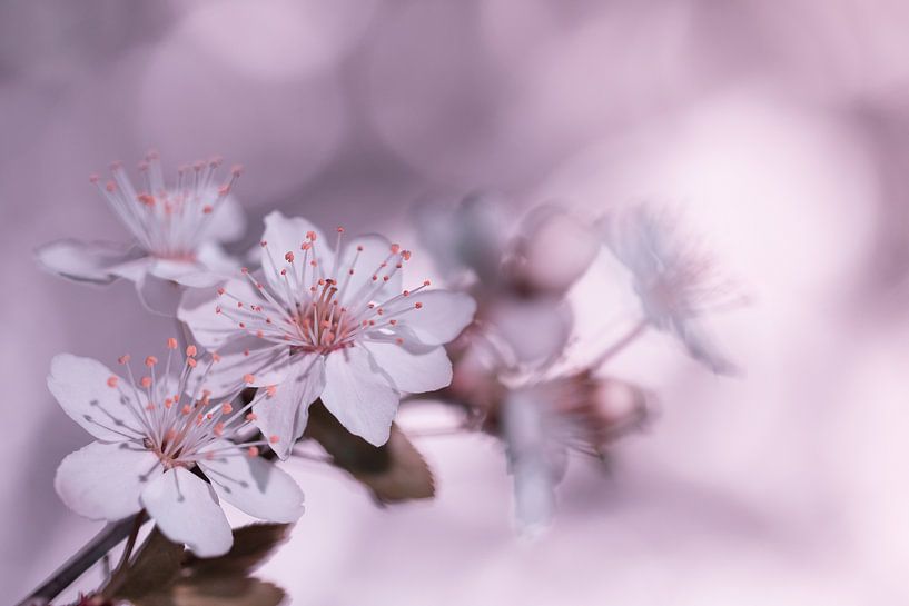 Zweig mit rosa Blüte von Marianne Twijnstra