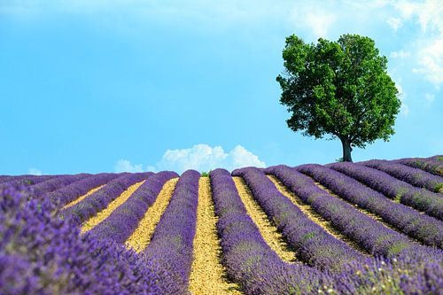 Bloeiende lavendel in de Provence tijdens een zomerse dag