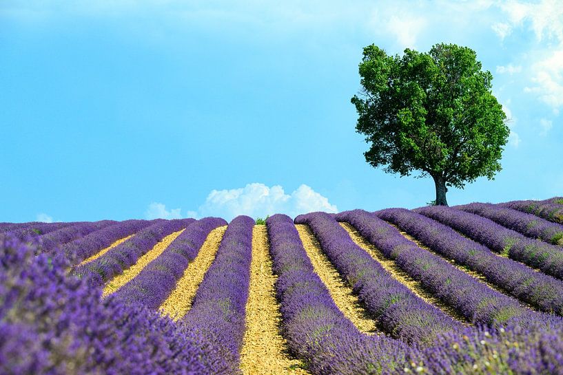 Lavender blossoming in the Provence during a summer day by Sjoerd van der Wal Photography