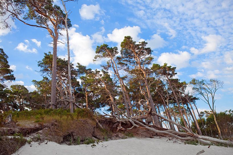 Ostsee: Darß - Weststrand von t.ART