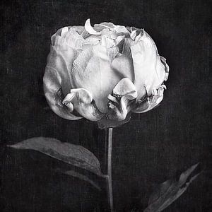 Moody Peony by David Potter