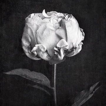 Moody Peony van David Potter