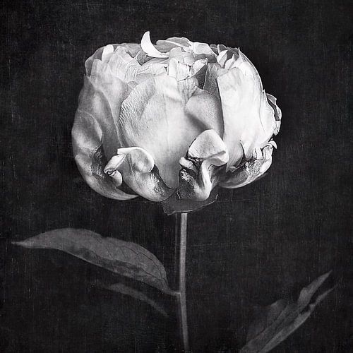 Moody Peony