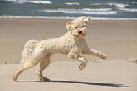 labradoodle hond spelend en rennend op het strand