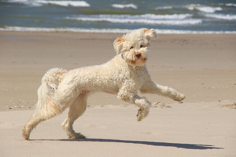 Labradoodle-Hund beim Spielen und Laufen am Strand von Peter Buijsman