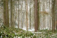 fresh snow in the forest