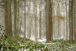 Verse sneeuw in het bos