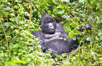 hoogland gorilla, Uganda van Jan Fritz