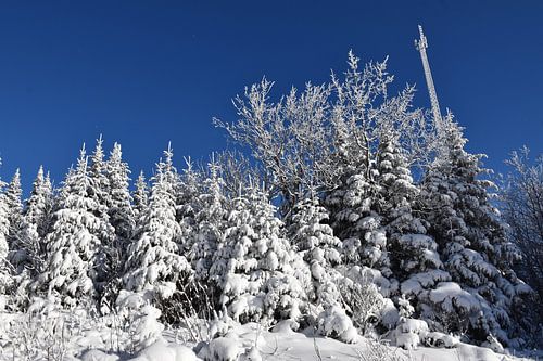 Een besneeuwd bos na de storm
