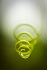 La spirale de raisin sur Arja Schrijver Photographe