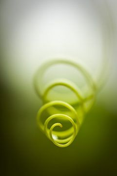 Curly twist of nature by Arja Schrijver Fotografie