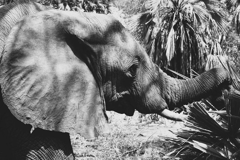 elephants by Ramon Beekelaar