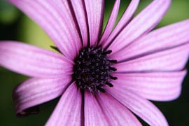 Pink African daisy
