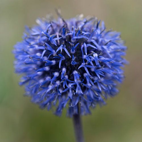 Violette Distel