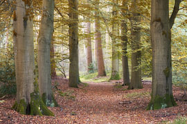 Goldener Herbstpfad zwischen hohen Buchen