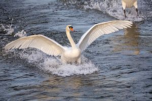 Cygne en approche sur Dennis Eckert