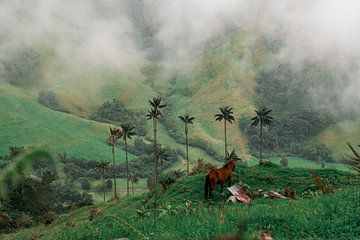 Pferd im Nebel des Cocora-Tals von NZME Photography