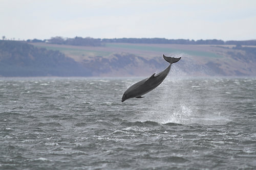Jump for joy