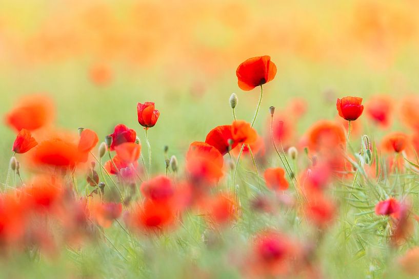 Mohnblumen im Sommerlicht II von Daniela Beyer