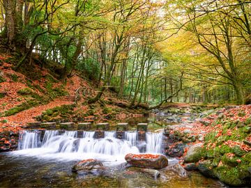 tullymore forest 1 by grossberger.photo