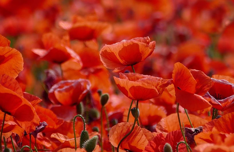 Poppy Verslaafde van christine b-b müller