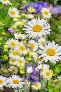 Sommergarten mit Gänseblümchen