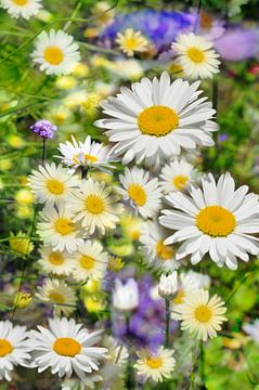 Jardin d'été avec marguerites sur Corinne Welp