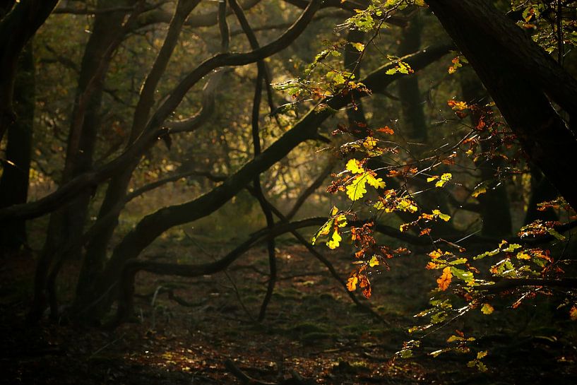 Forêt d'Ermelo par Kees de Knegt