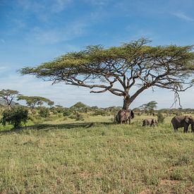Groep olifanten van Menno Selles