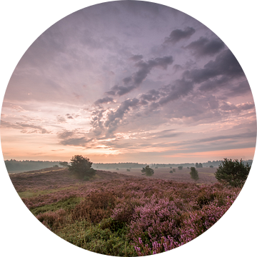 De Gortelse heide in de ochtend van Marcel Keurhorst
