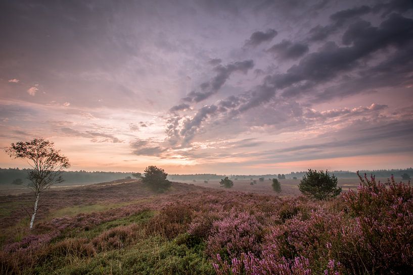 De Gortelse heide in de ochtend van Marcel Keurhorst