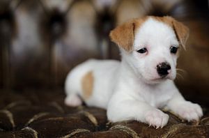 Chiot Boomer