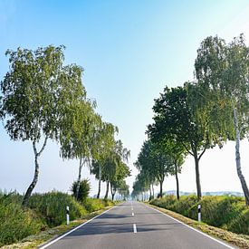 Country road avenue with a line of birch trees running along eac by Maren Winter