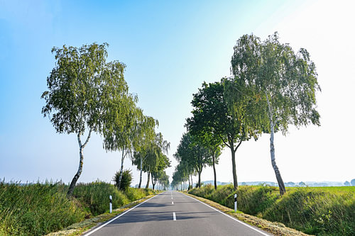 Landstraßenallee mit einer Reihe von Birken an jeder Seite