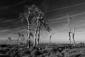 Hautes Fagnes en noir et blanc - 3 sur Edwin van Wijk