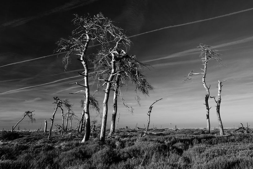Hautes Fagnes en noir et blanc - 3 par Edwin van Wijk