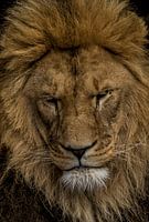 Portrait Lion