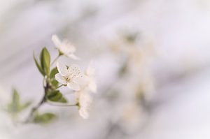 Blumen Teil 82