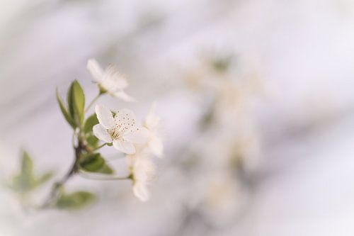 bloemen part 82