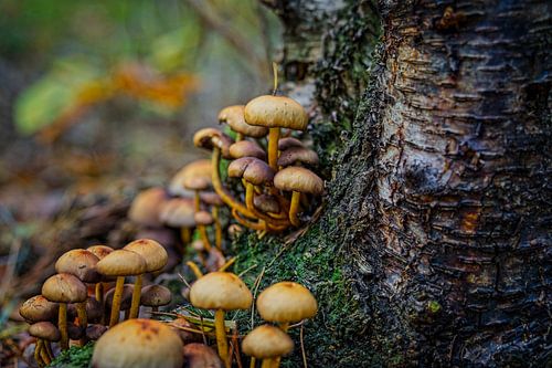 Herfstkleuren van het Zwart Water