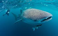 Giant of the Pacific