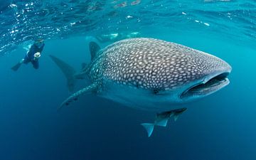 Walhai - Gigant aus dem Pazifik sur Joost van Uffelen