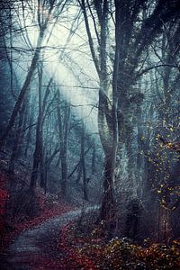Lumière du matin