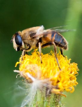 Zweefvlieg op paardenbloem by Jarno Pors