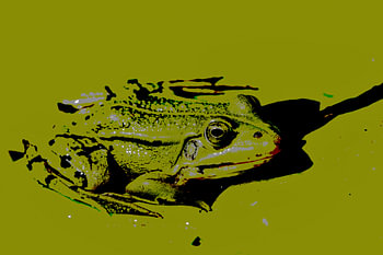 Frosch