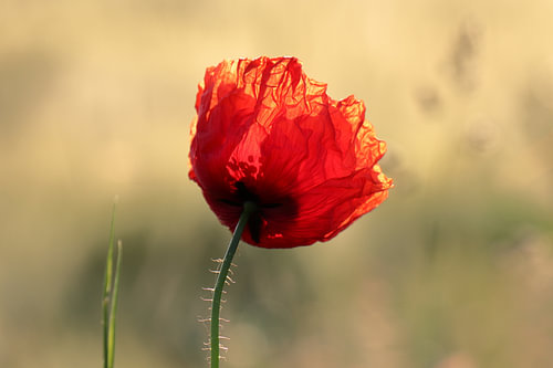 Poppy